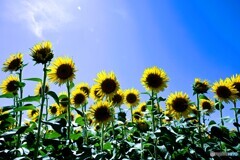 季節の花
