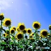 季節の花