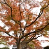 西教寺１