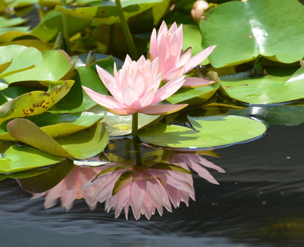 不思議な写し鏡