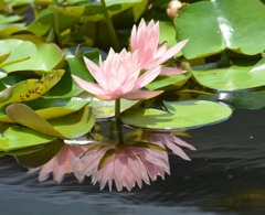 不思議な写し鏡