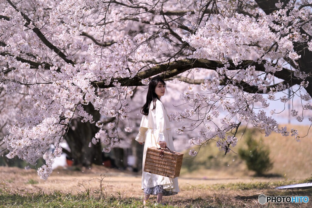 桜旅