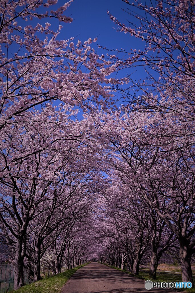 桜トンネル