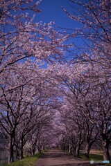 桜トンネル