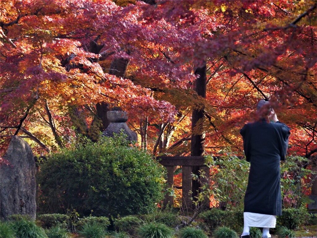 焼けた紅葉を撮る・・・。