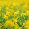 少し早い春