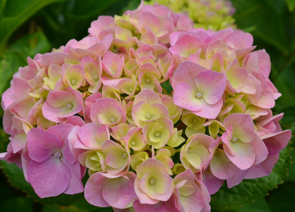 全長寺の紫陽花１