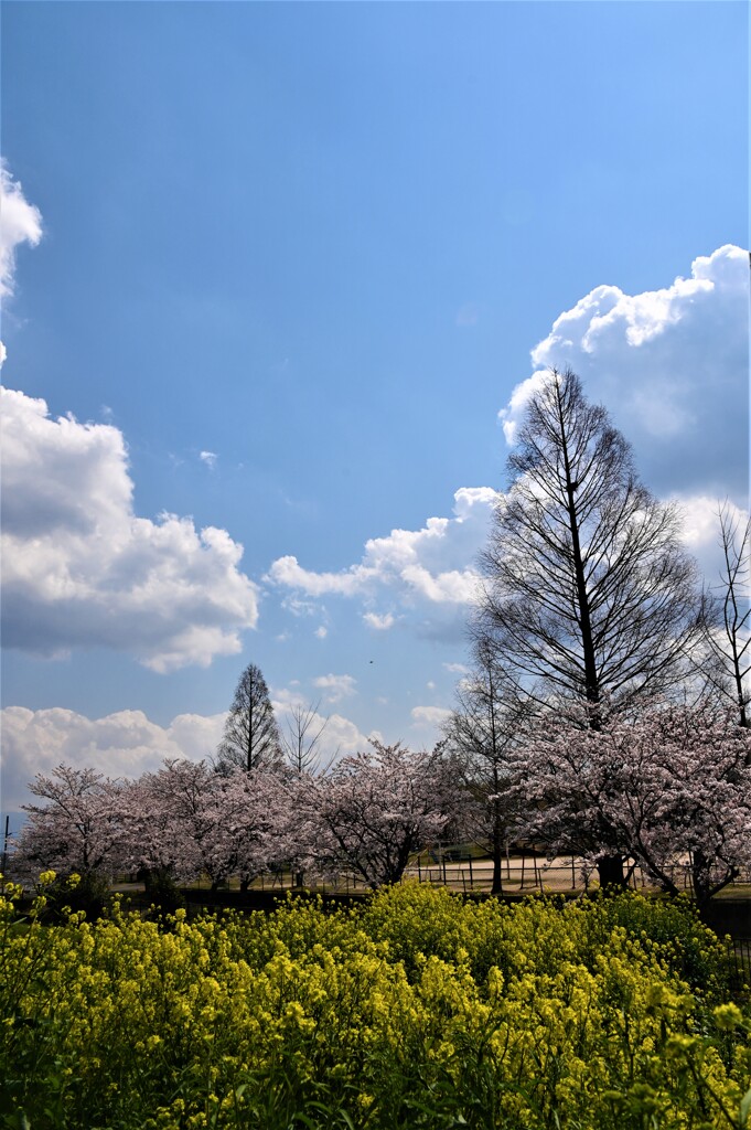 花盛り