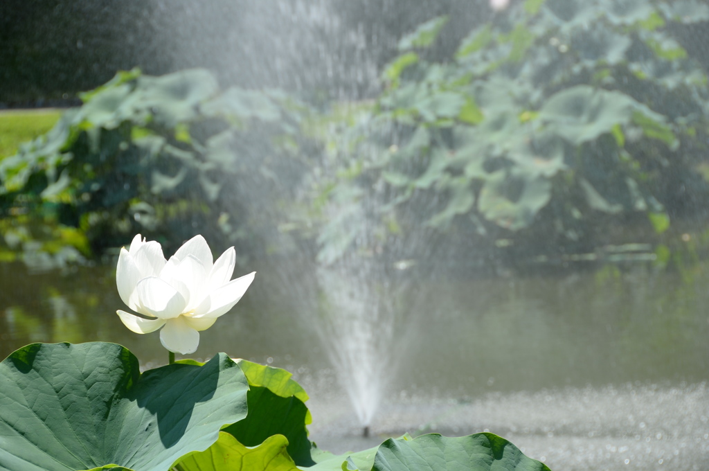 噴水と蓮