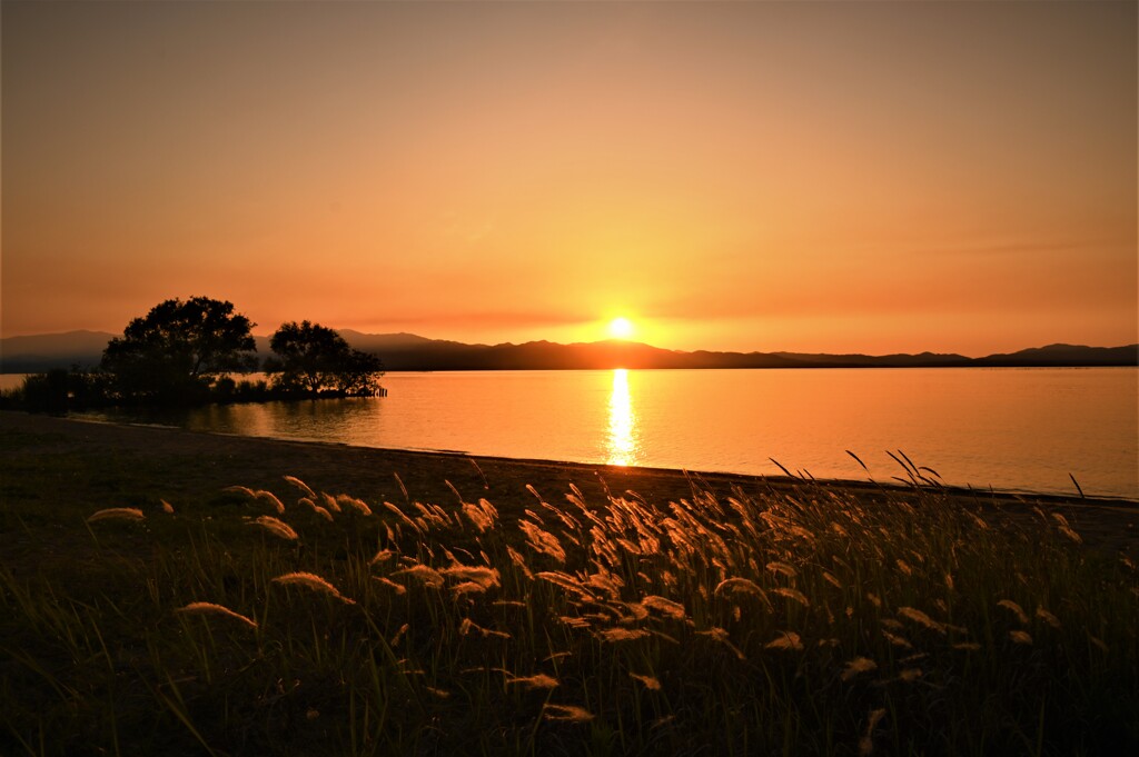 風に揺れる夕陽