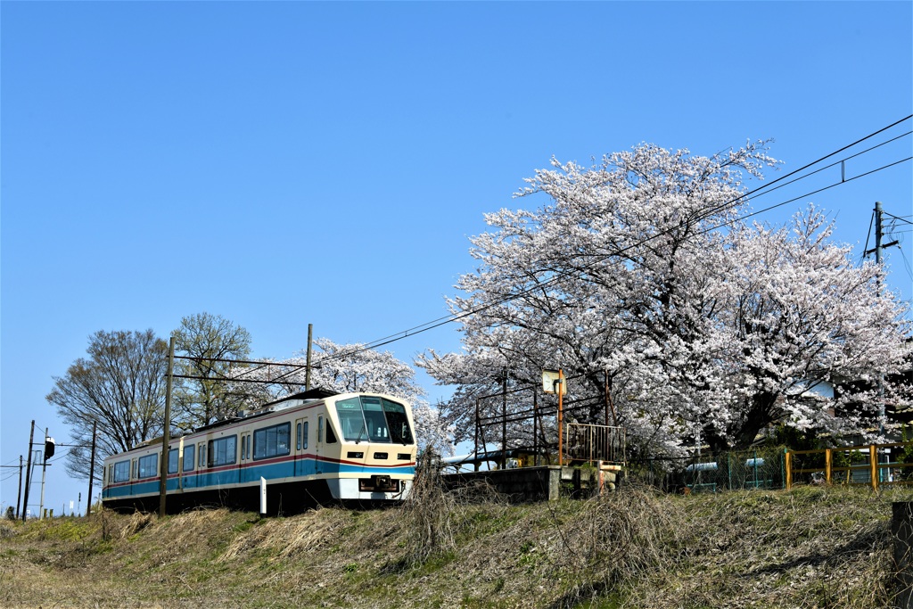青空と桜日和の旅