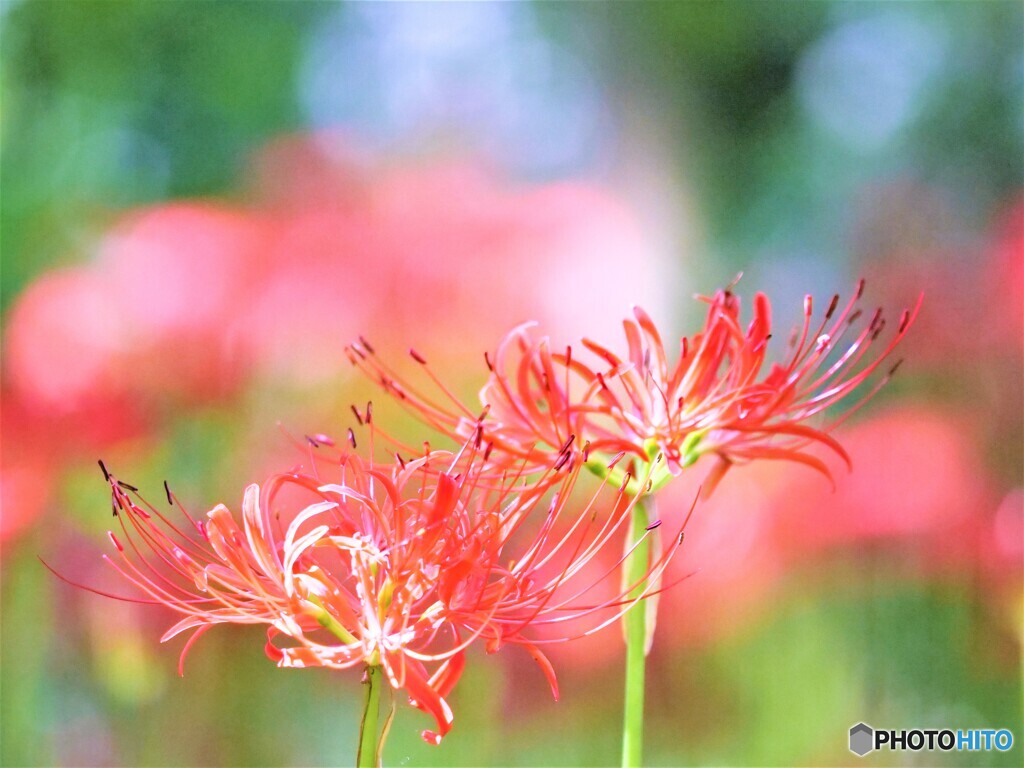 華やかに・・・・