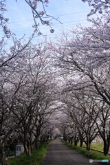 桜トンネル