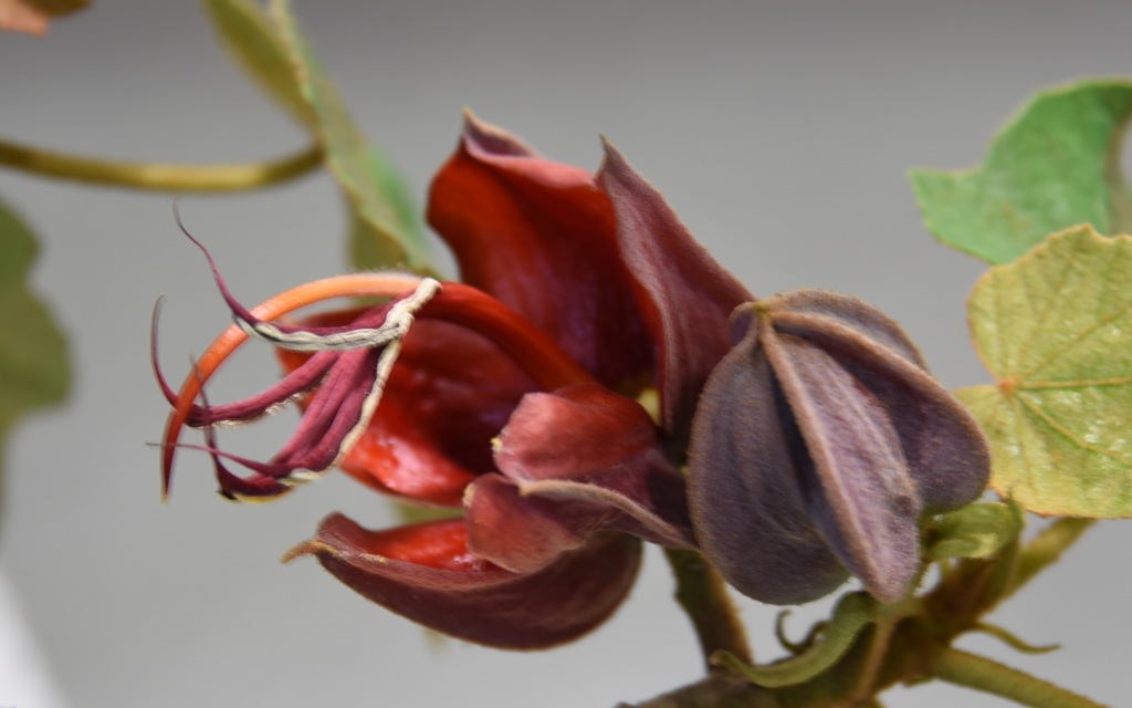 ﾃﾞﾋﾞﾙﾊﾝﾄﾞ