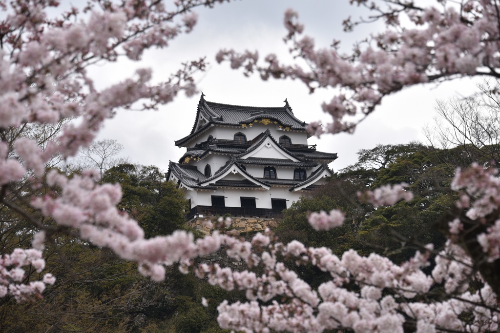 桜城