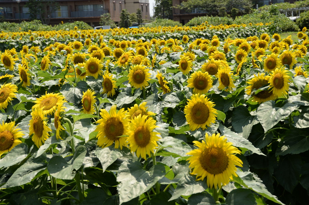 ひまわりがいっぱい２