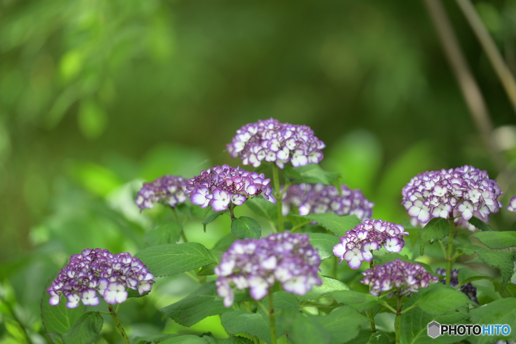 紫陽花