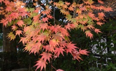 西教寺２