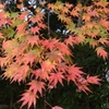 西教寺２