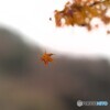 落命