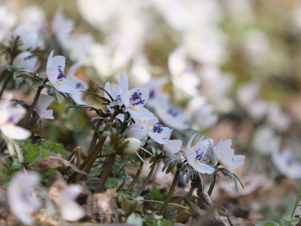 キラ☆キラ節分草