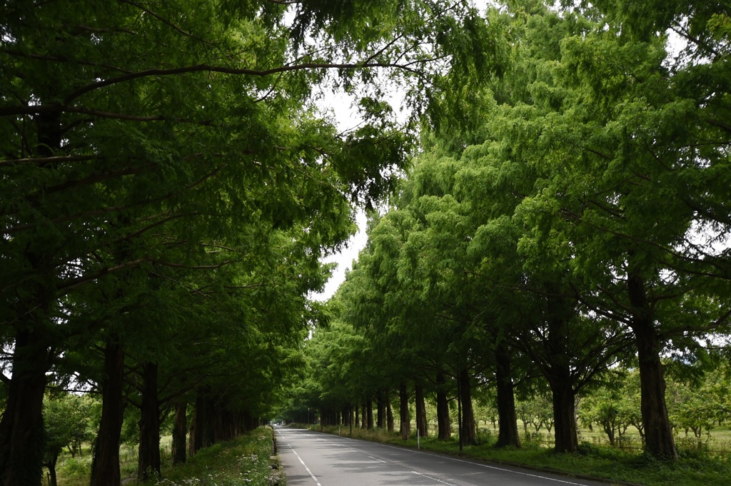 初夏の一直線２