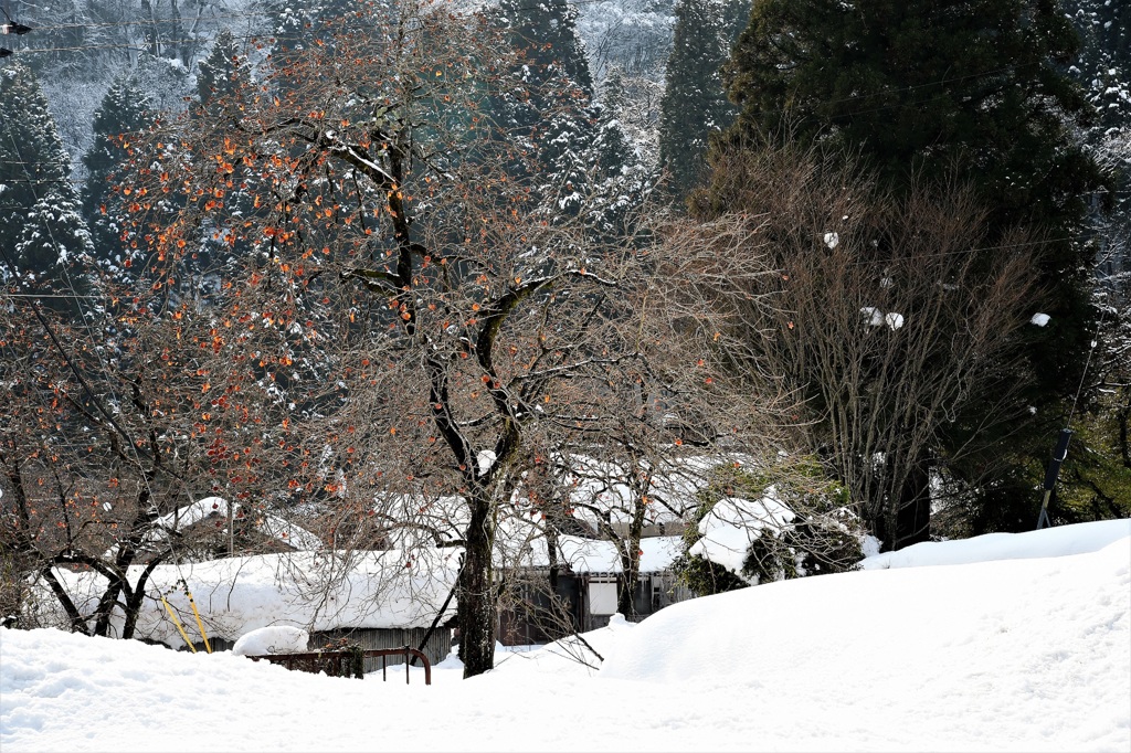 雪の残り柿　無残なり