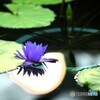 月夜の華