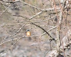 待ち鳥来らず」