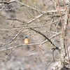 待ち鳥来らず」