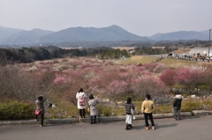 梅を愛でる人達