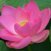 蓮２