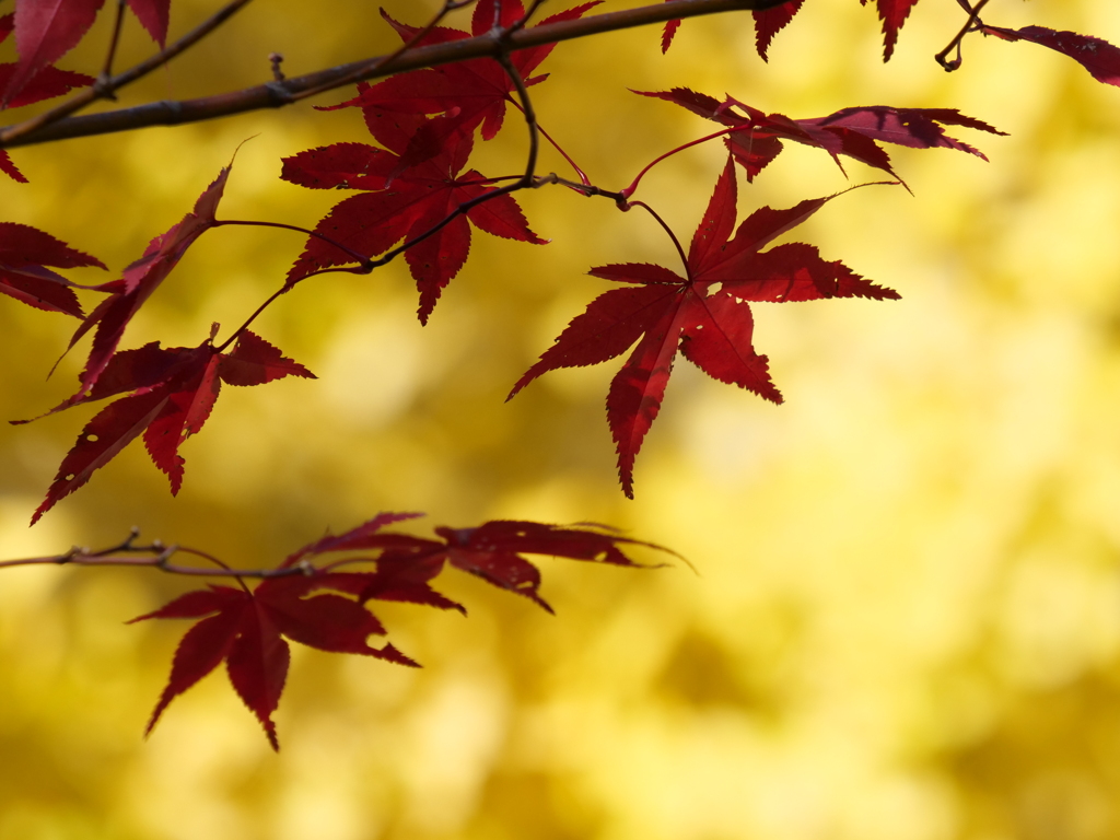 浮遊する紅葉