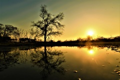 水たまりの夕景