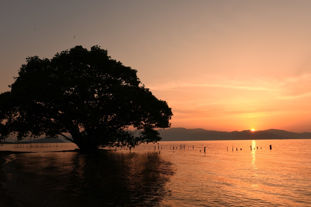 皐月　柳川夕景②