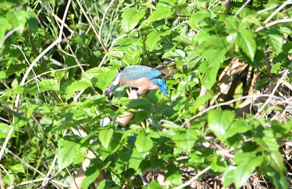 隠れてそっと・・