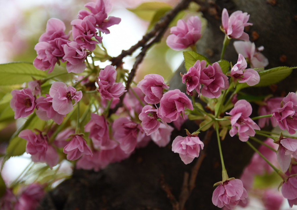 雀部桜２