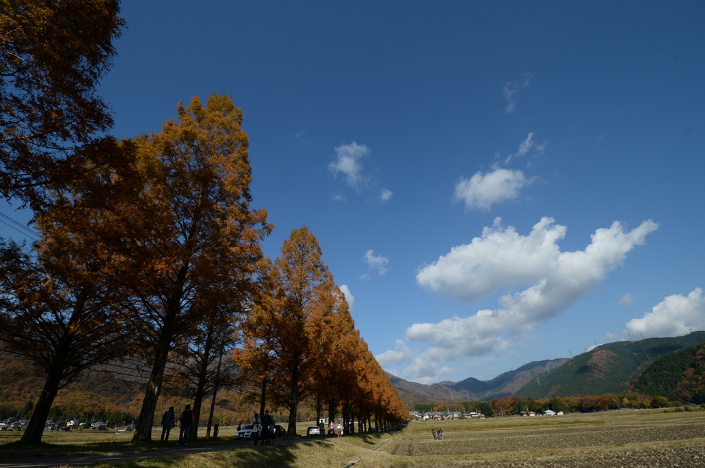 ﾒﾀｾｺｲｱ並木３