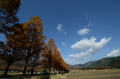 ﾒﾀｾｺｲｱ並木３