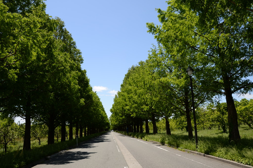 ﾒﾀｾｺｲｱ並木２