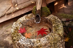 手水に浮かぶ秋