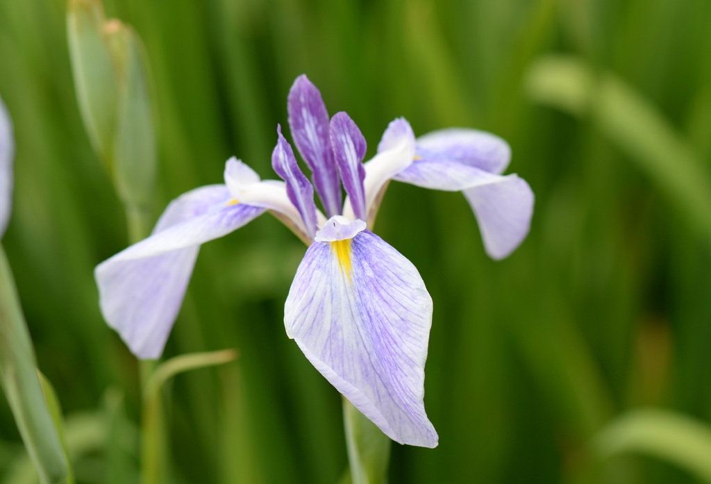 あやめ４