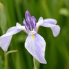 あやめ４