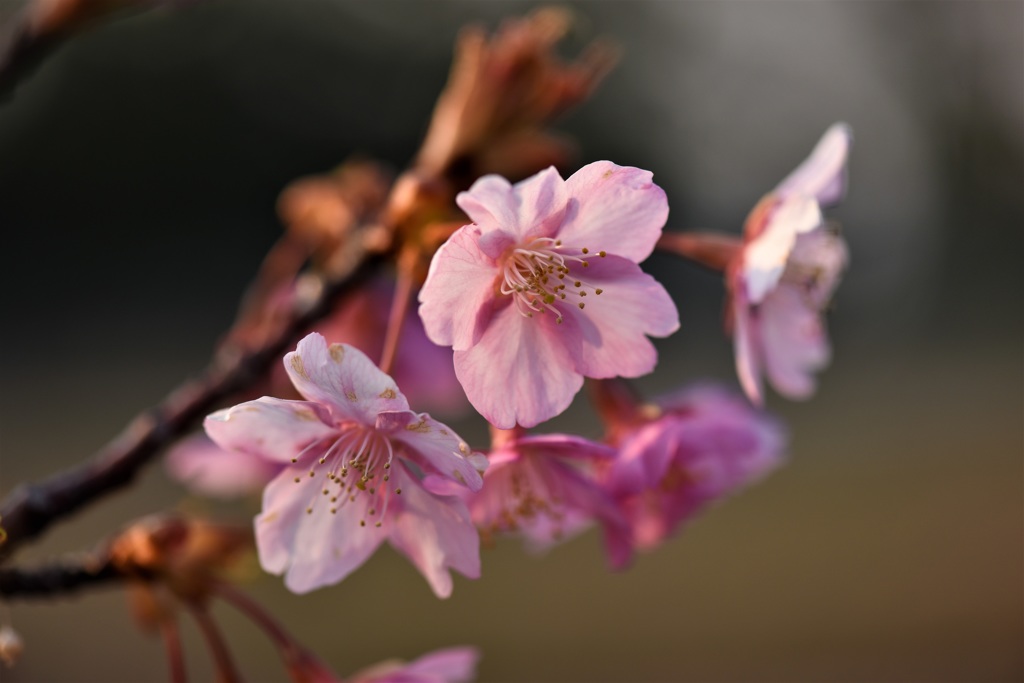 河津桜