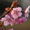 河津桜