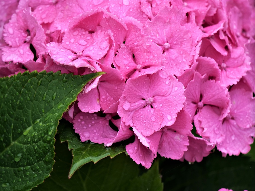 雨降りに・・