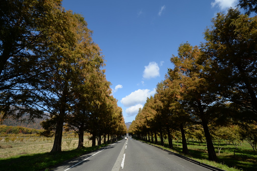 ﾒﾀｾｺｲｱ並木２