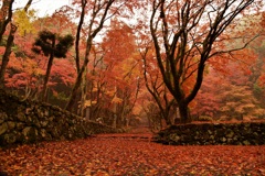 深みのある紅葉