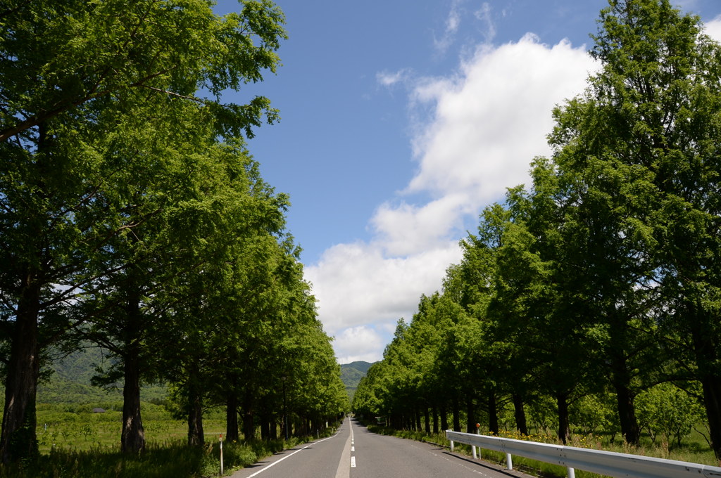 ﾒﾀｾｺｲｱ並木３