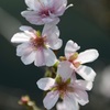 １二期桜